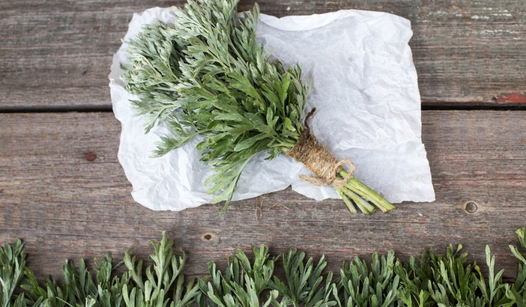 bunch of fresh mugwort leaves