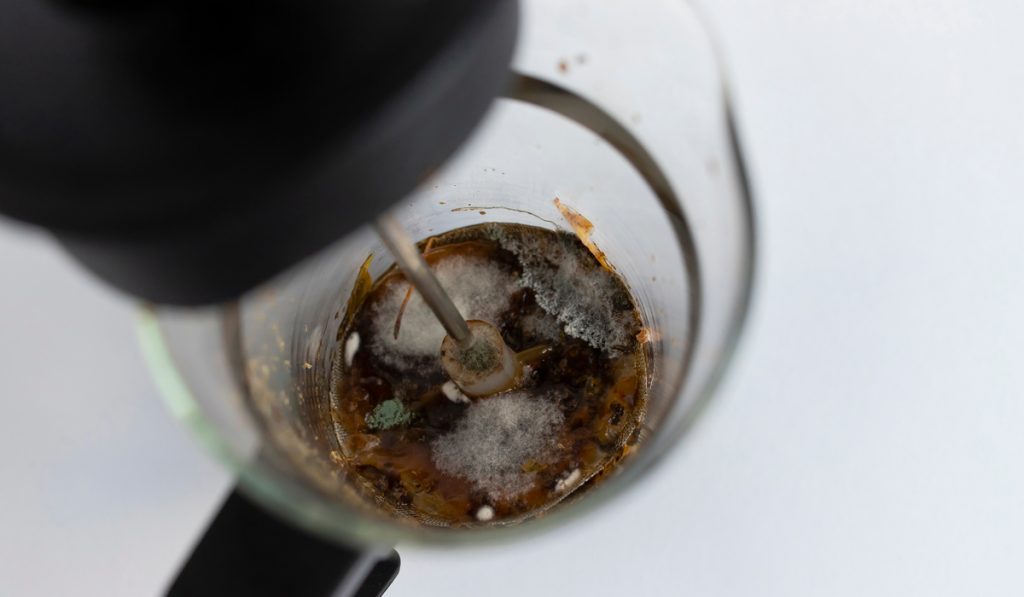 close up photo of moldy tea pot in a white background