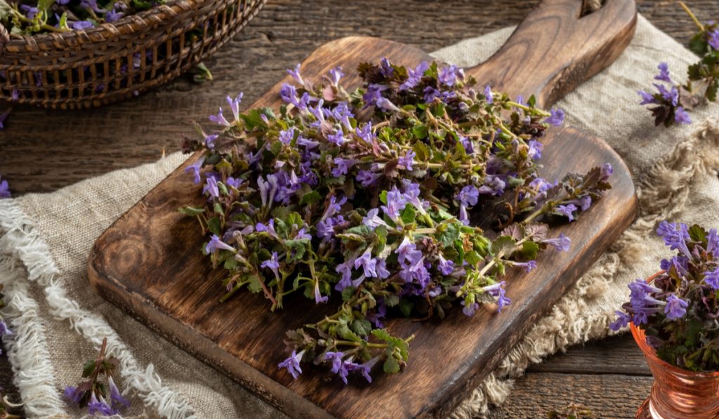 fresh Alehoof flowers on cutting board