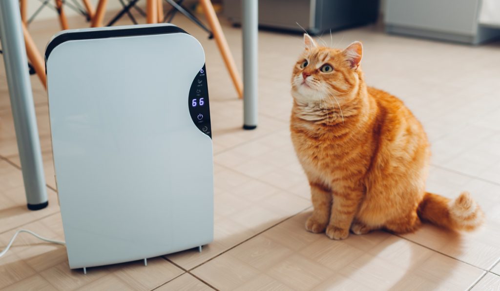 white dehumidifier touch panel beside fluffy cat 